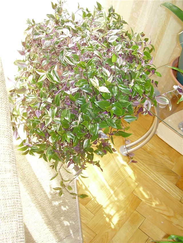 šarenko